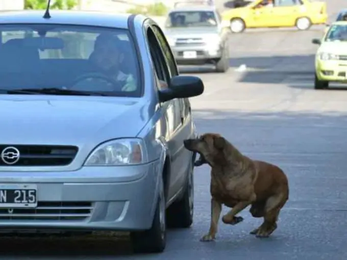 perros