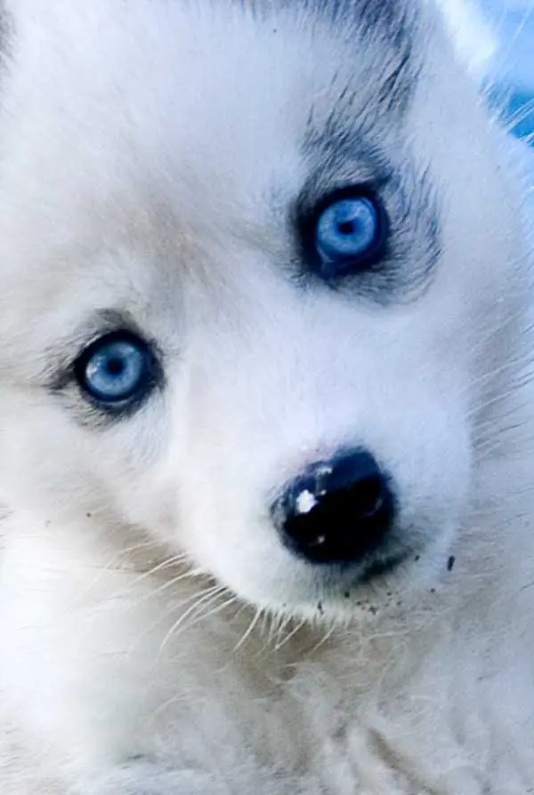 siberianos