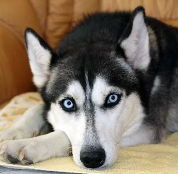 Perros siberianos en todo su esplendor