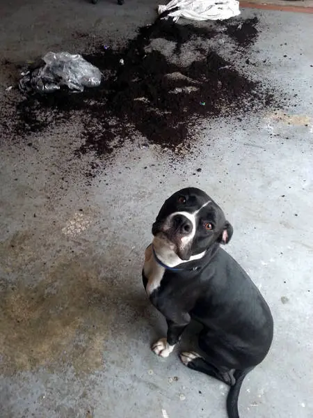 Dogs