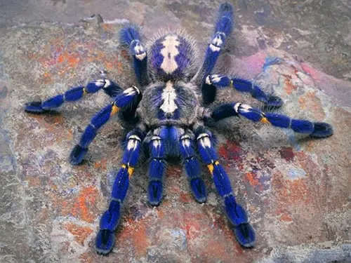 tarantula tarantula