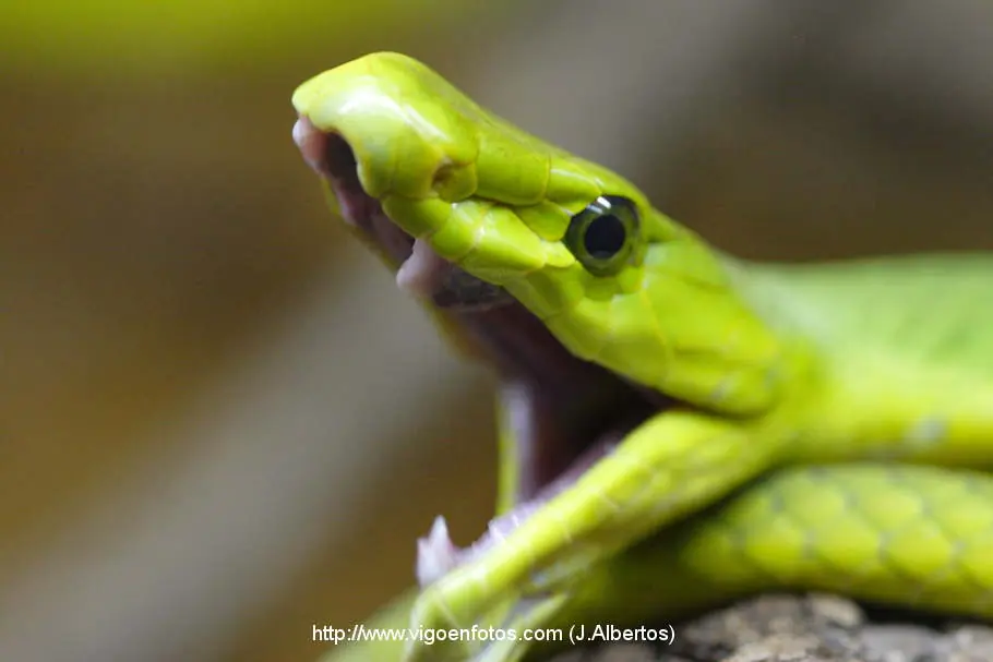 Mamba Verde Mamba Verde