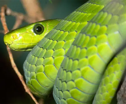 taipan