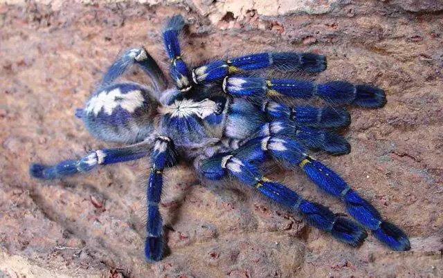 arana arana