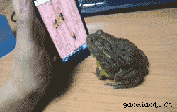 Gifs