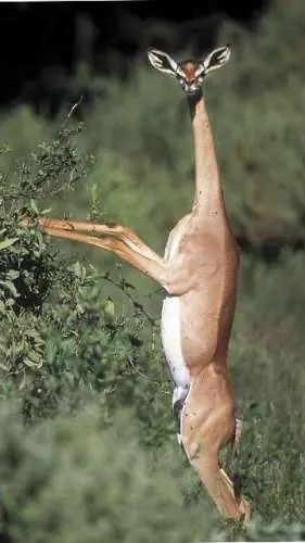 surreales