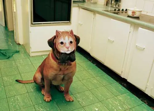 Imágenes surreales e incomprensibles que tendrás que mirar Imágenes surreales e incomprensibles que tendrás que mirar