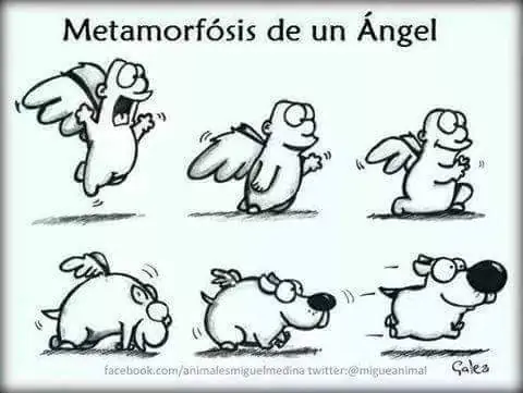 imgs