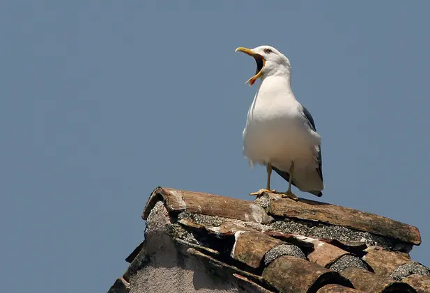 10 mitos sobre la naturaleza que damos por sentados pero...