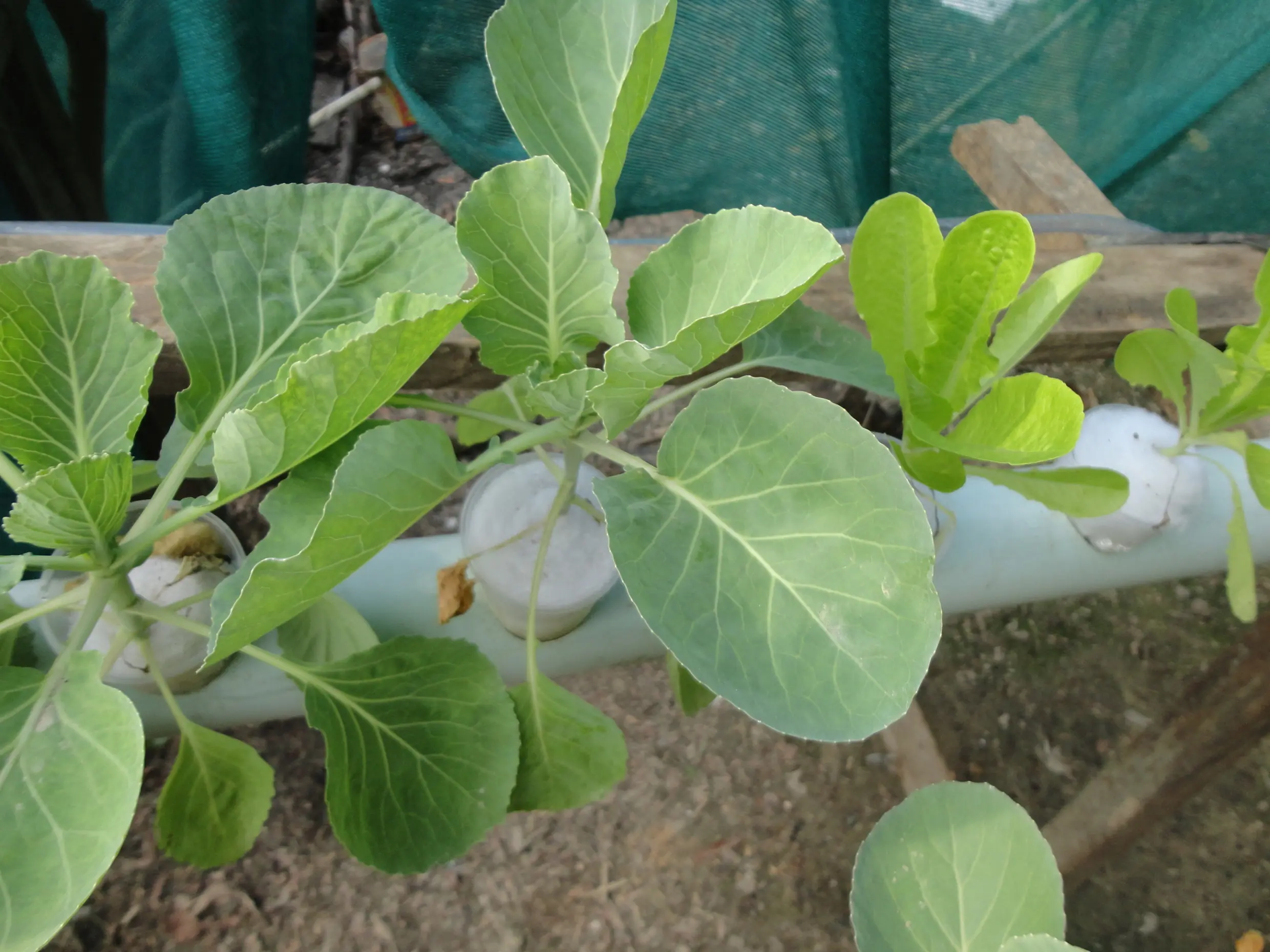 hidroponia casera hidroponia casera