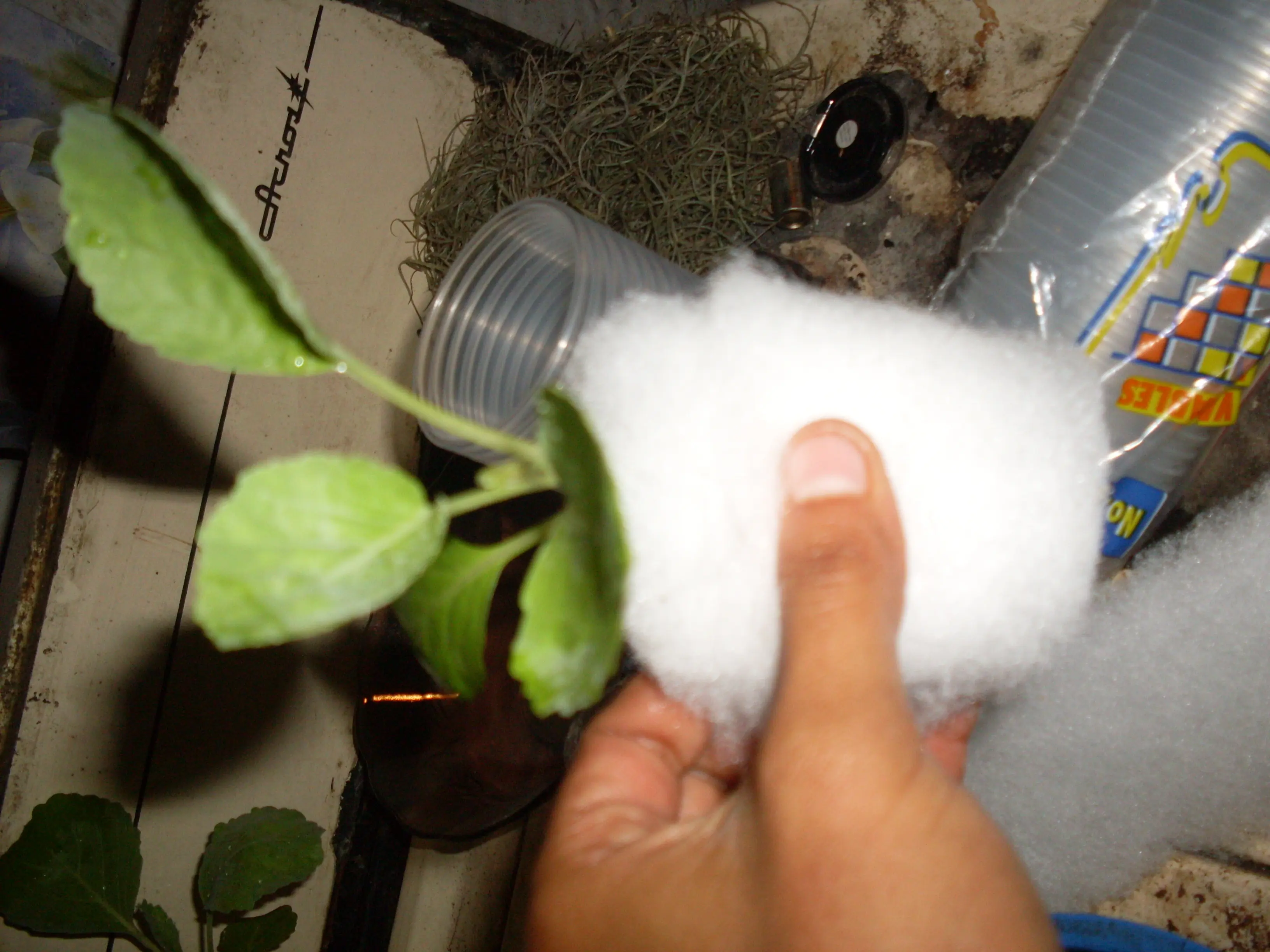 Hice mi cultivo hidroponico en casa y te lo muestro.
