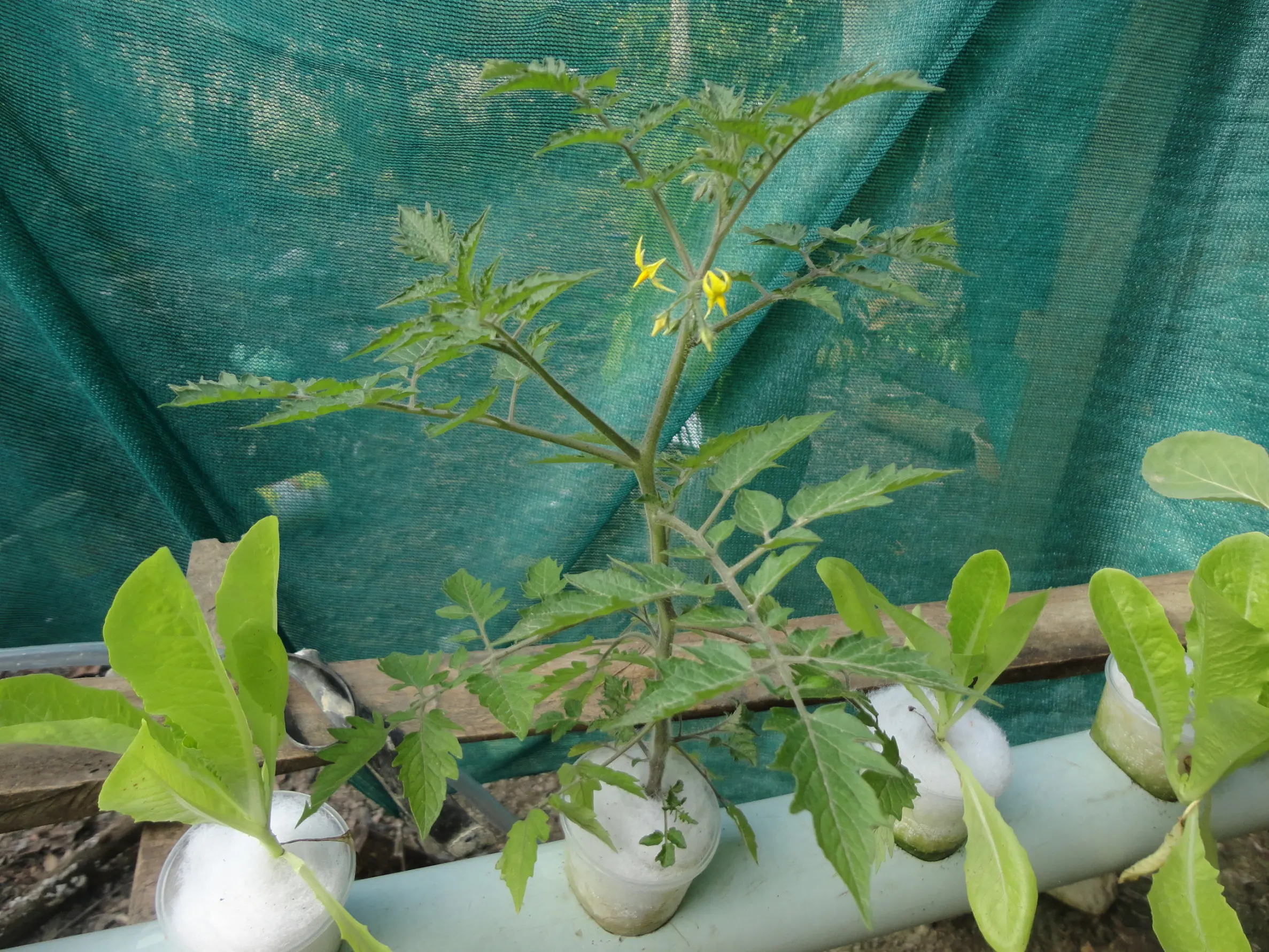 Cultivo Cultivo