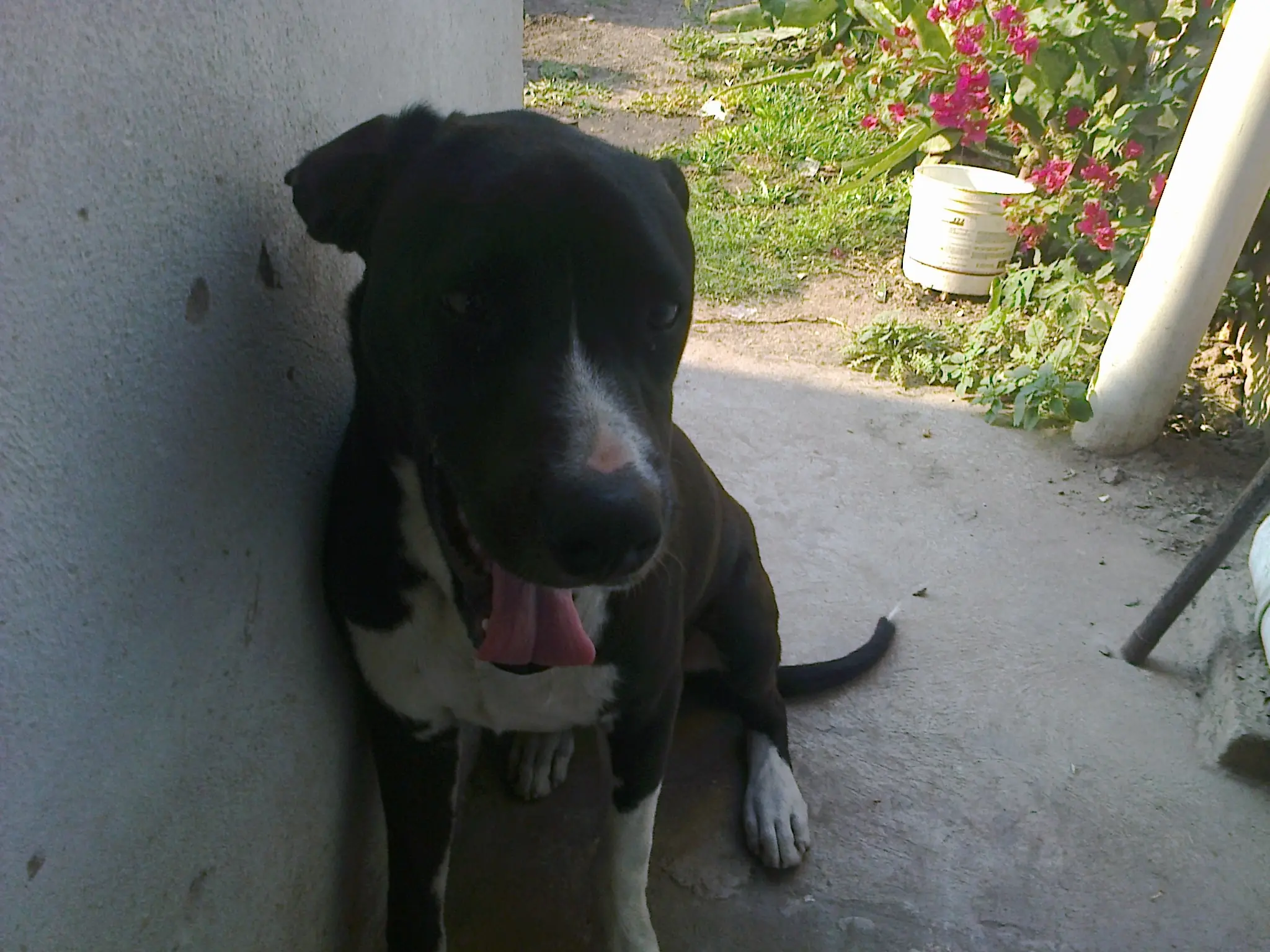 perros