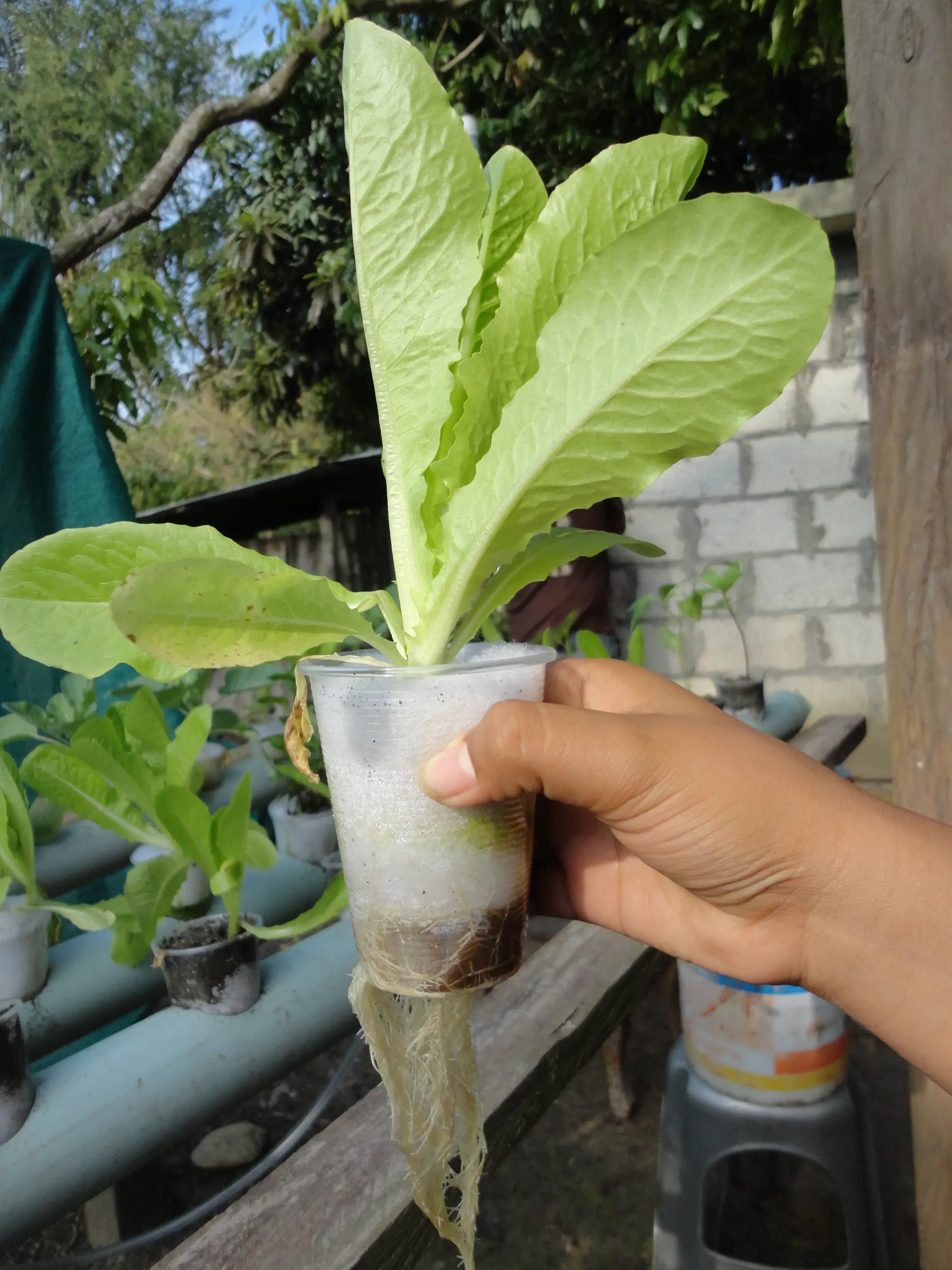 hidroponia casera