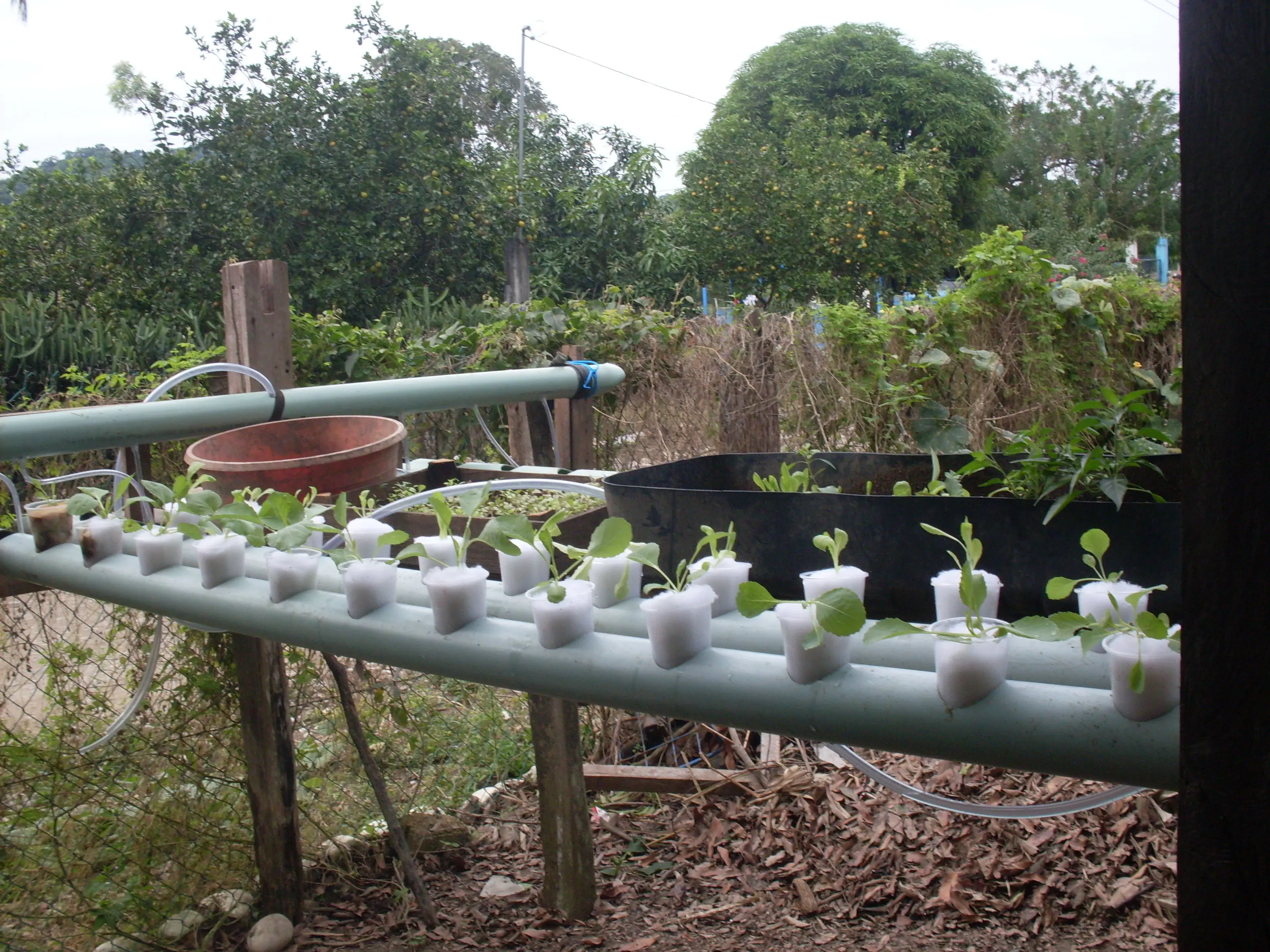 Cultivo