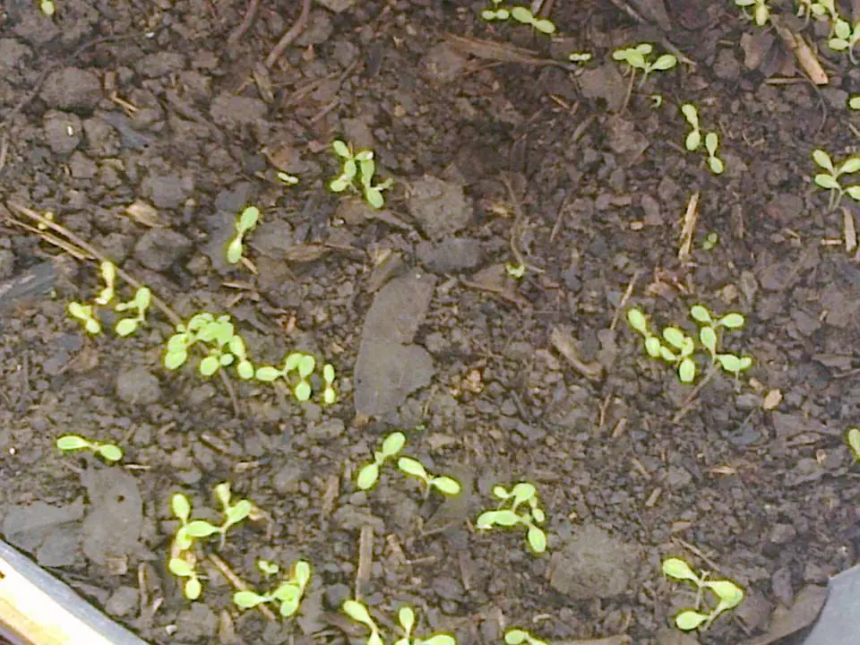 Cultivo