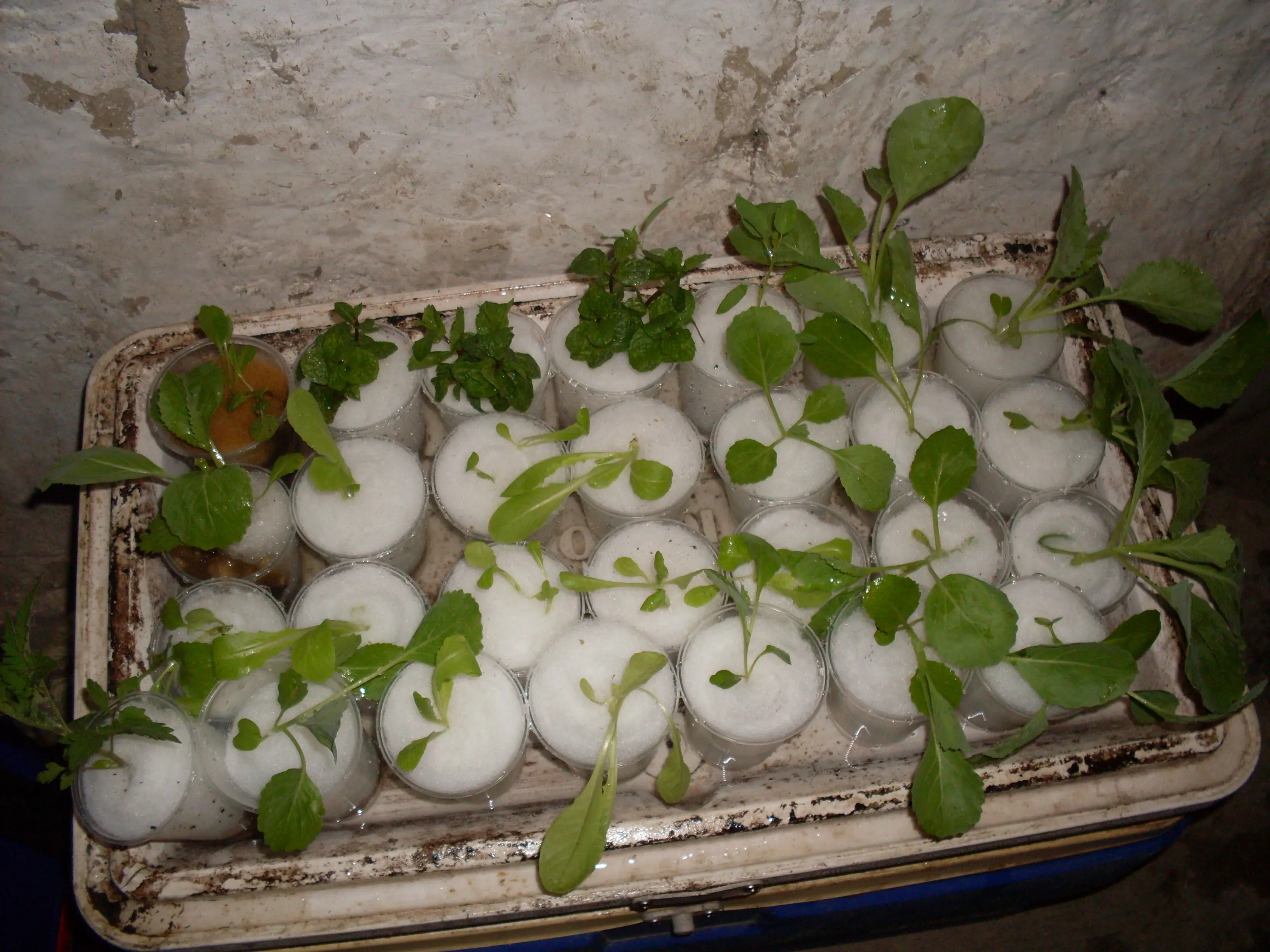 hidroponia casera