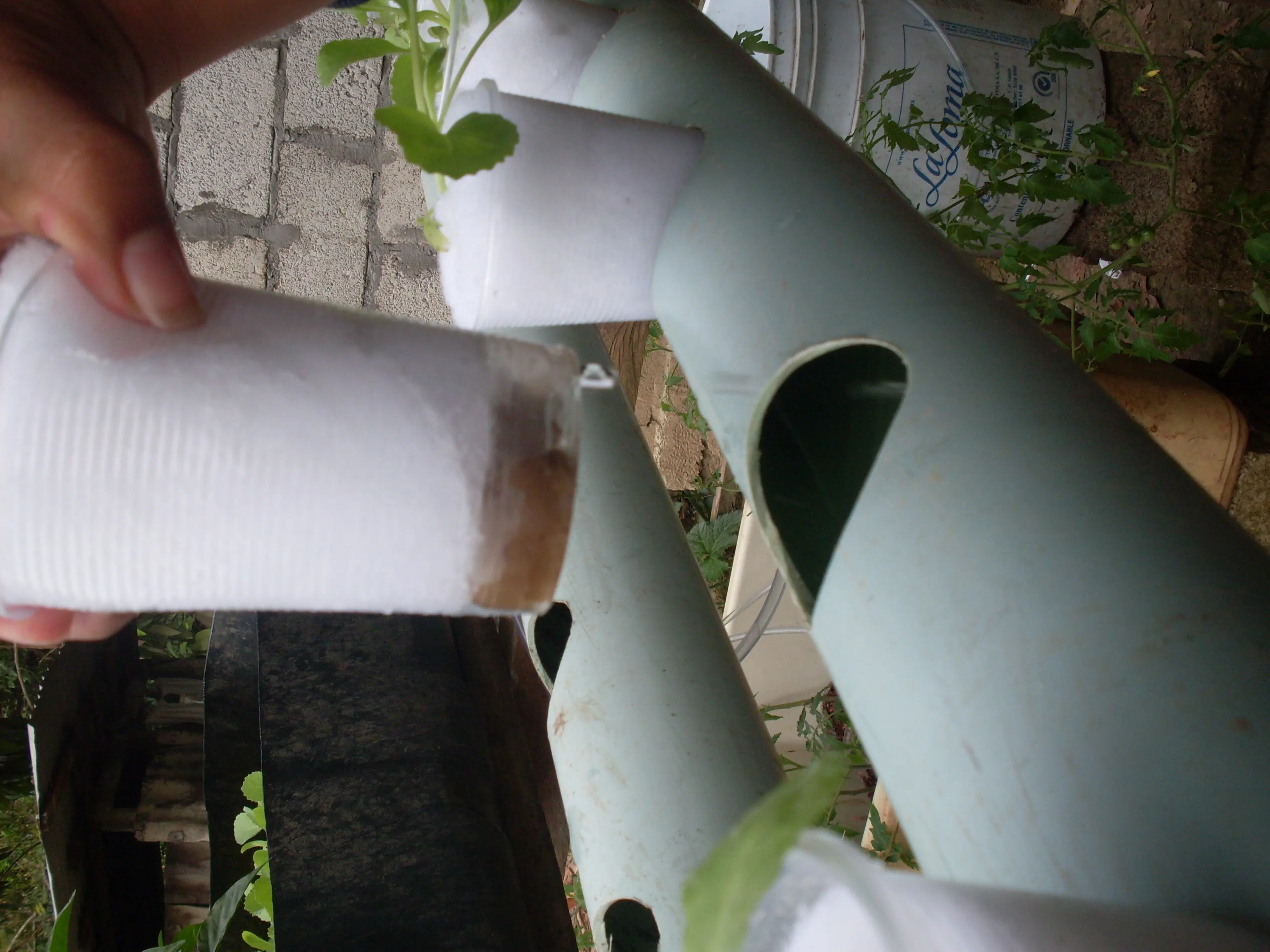 Hice mi cultivo hidroponico en casa y te lo muestro. Hice mi cultivo hidroponico en casa y te lo muestro.