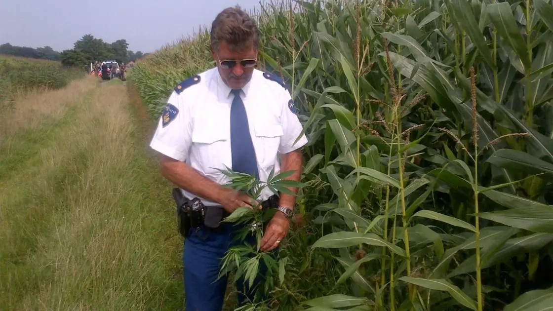 holanda marihuana legalizar esta