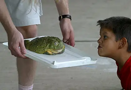 comida