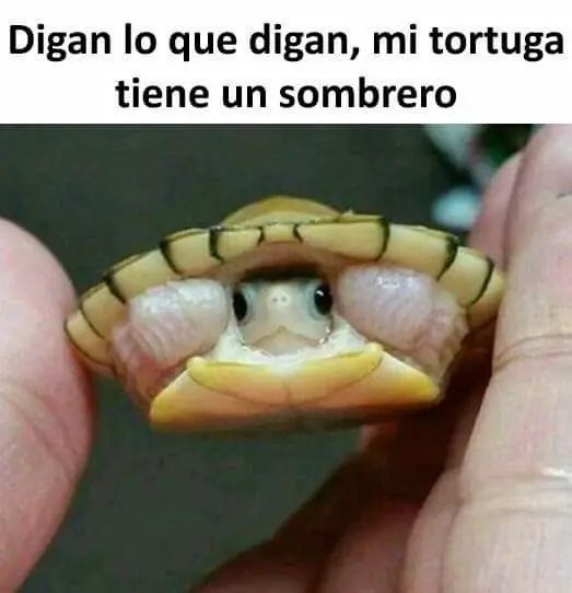 Mirate estas imagenes de humor papa