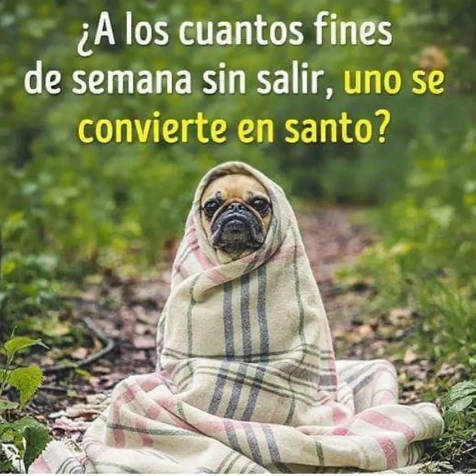 Mirate estas imagenes de humor papa