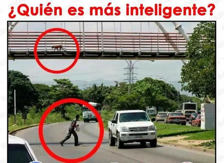 Mirate estas imagenes de humor papa