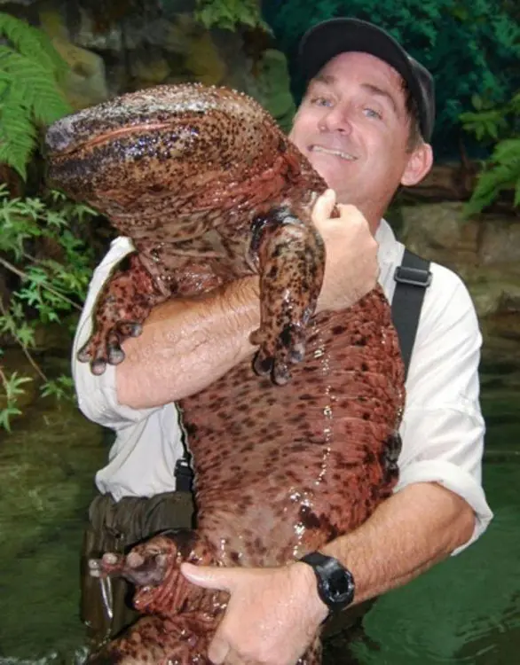 10 Animales gigantes #2
