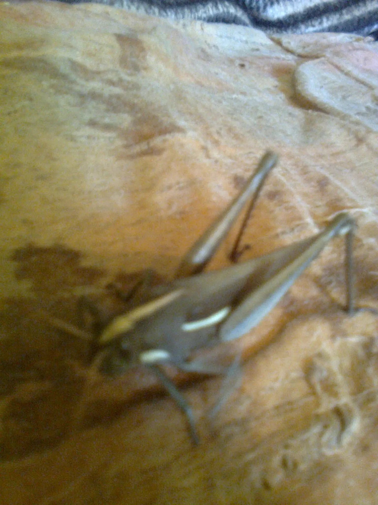 sapito