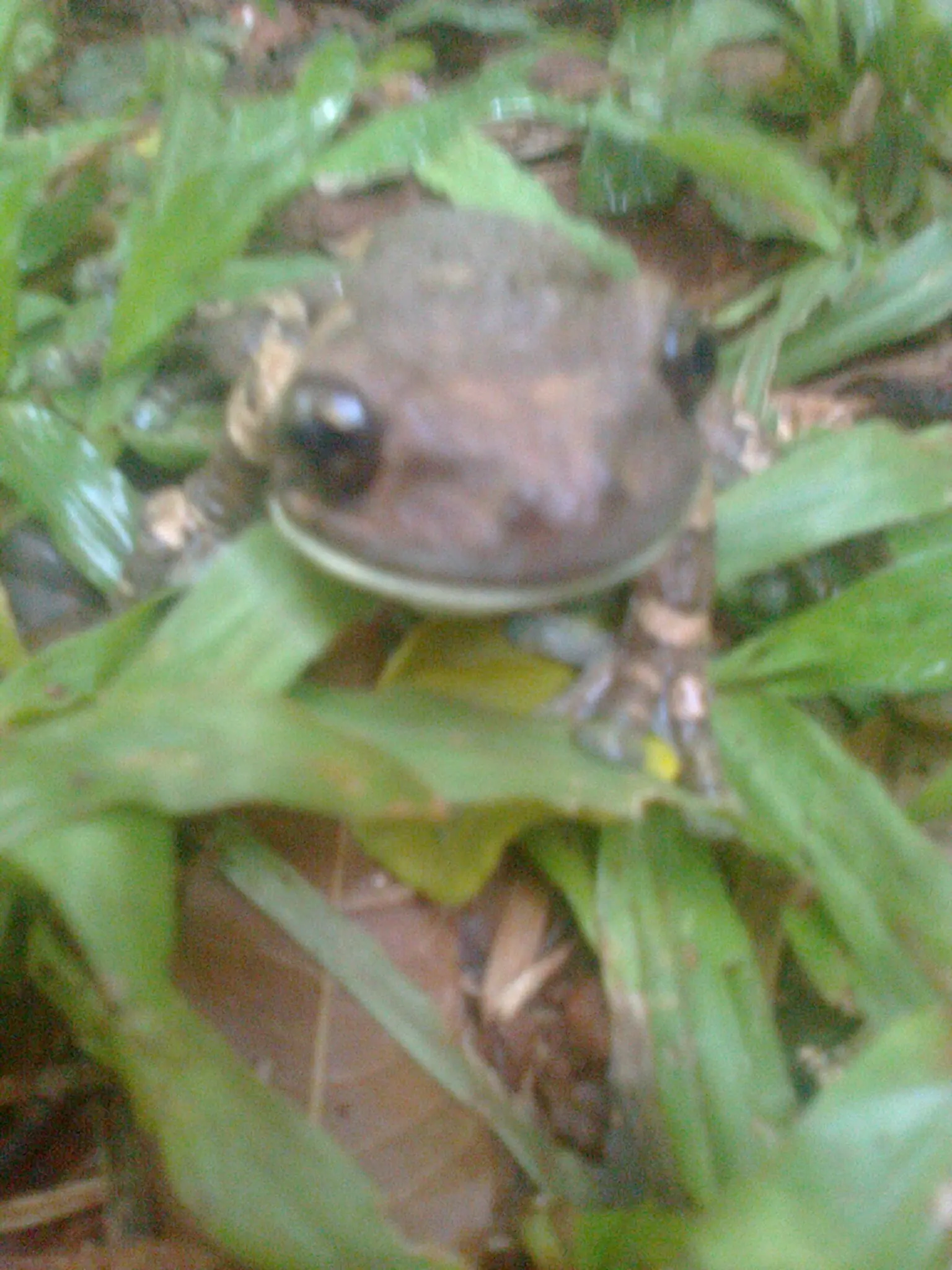 sapito