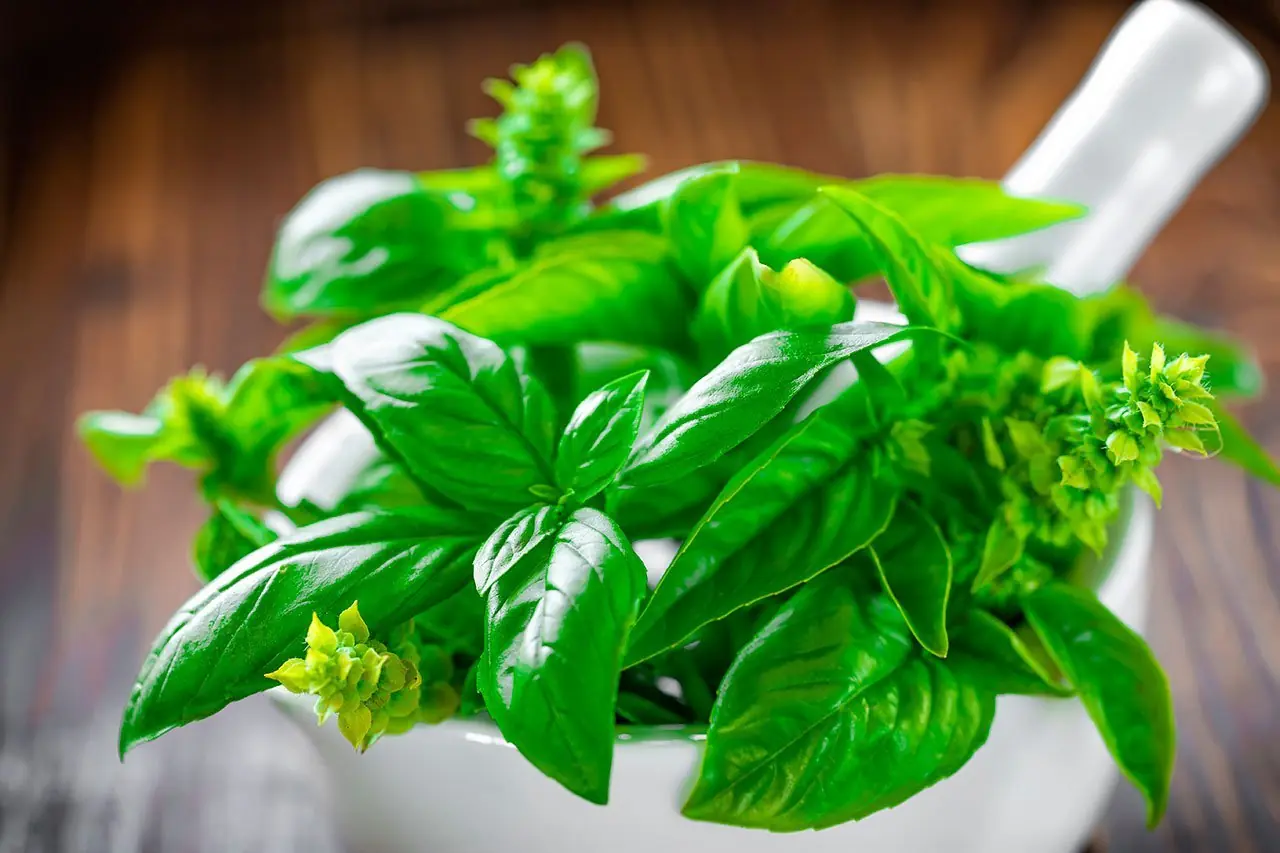plantas aromaticas