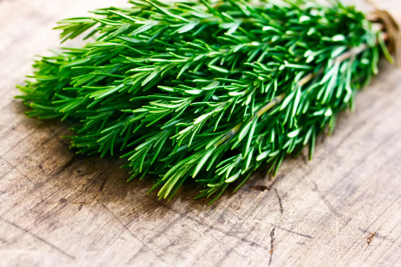 10 Plantas esenciales para tu salud