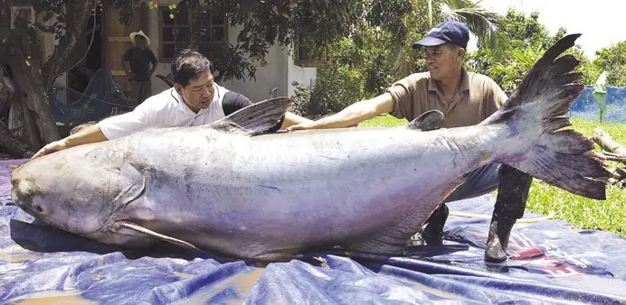 animales gigantes