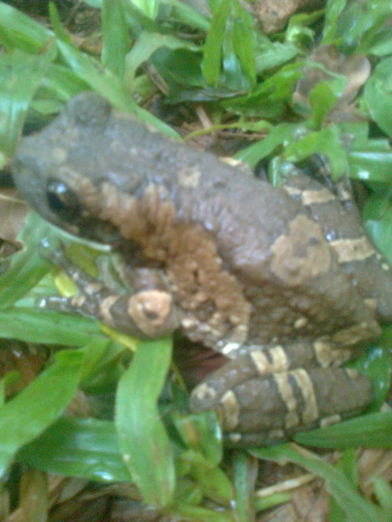 sapito