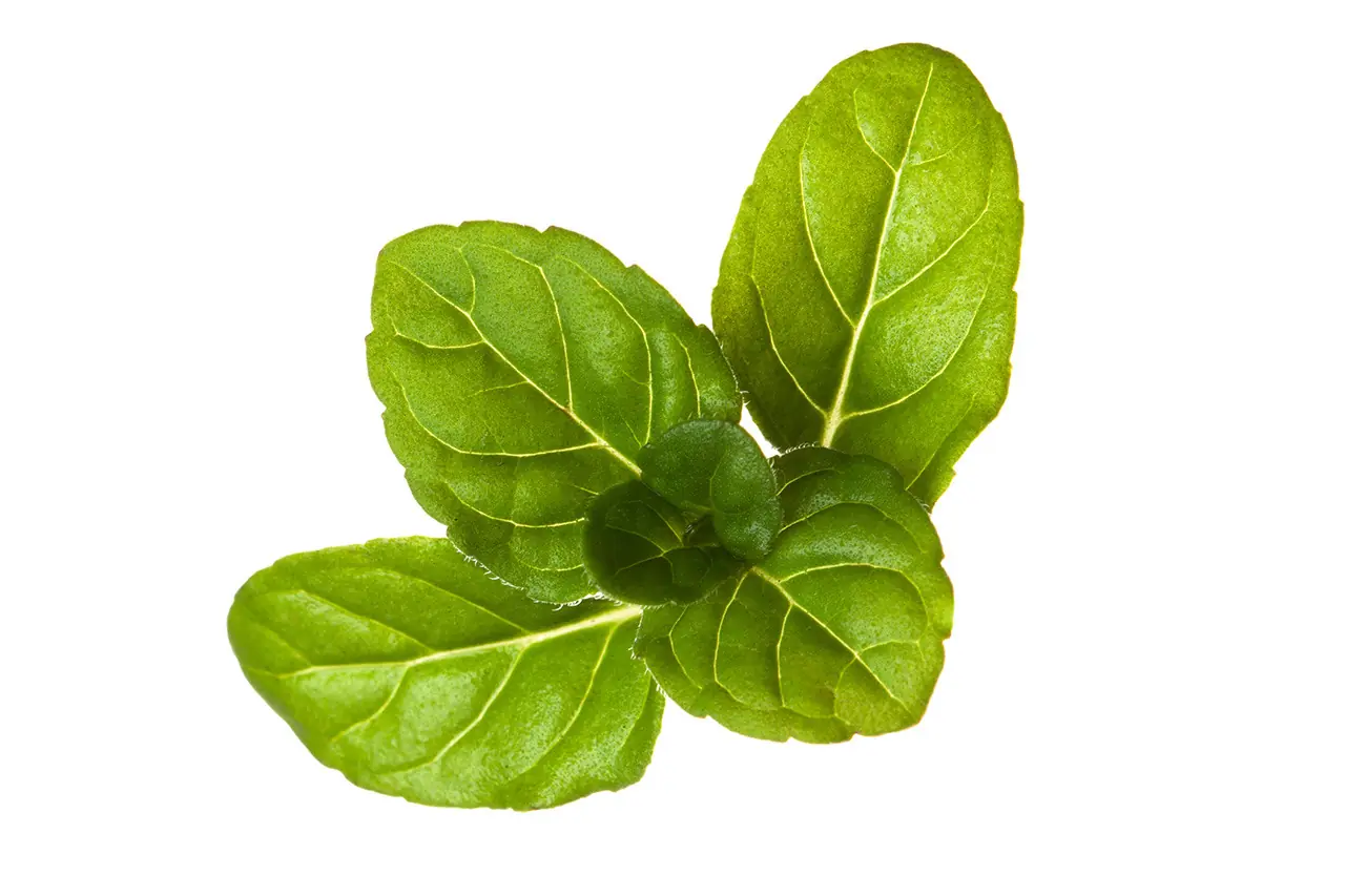 oregano