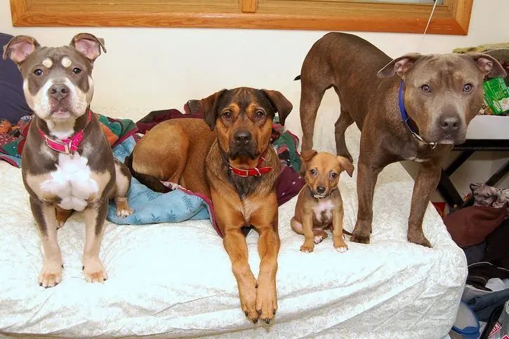 Familia