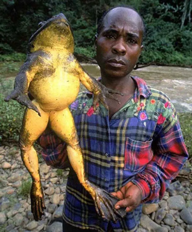 animales sorprendentes
