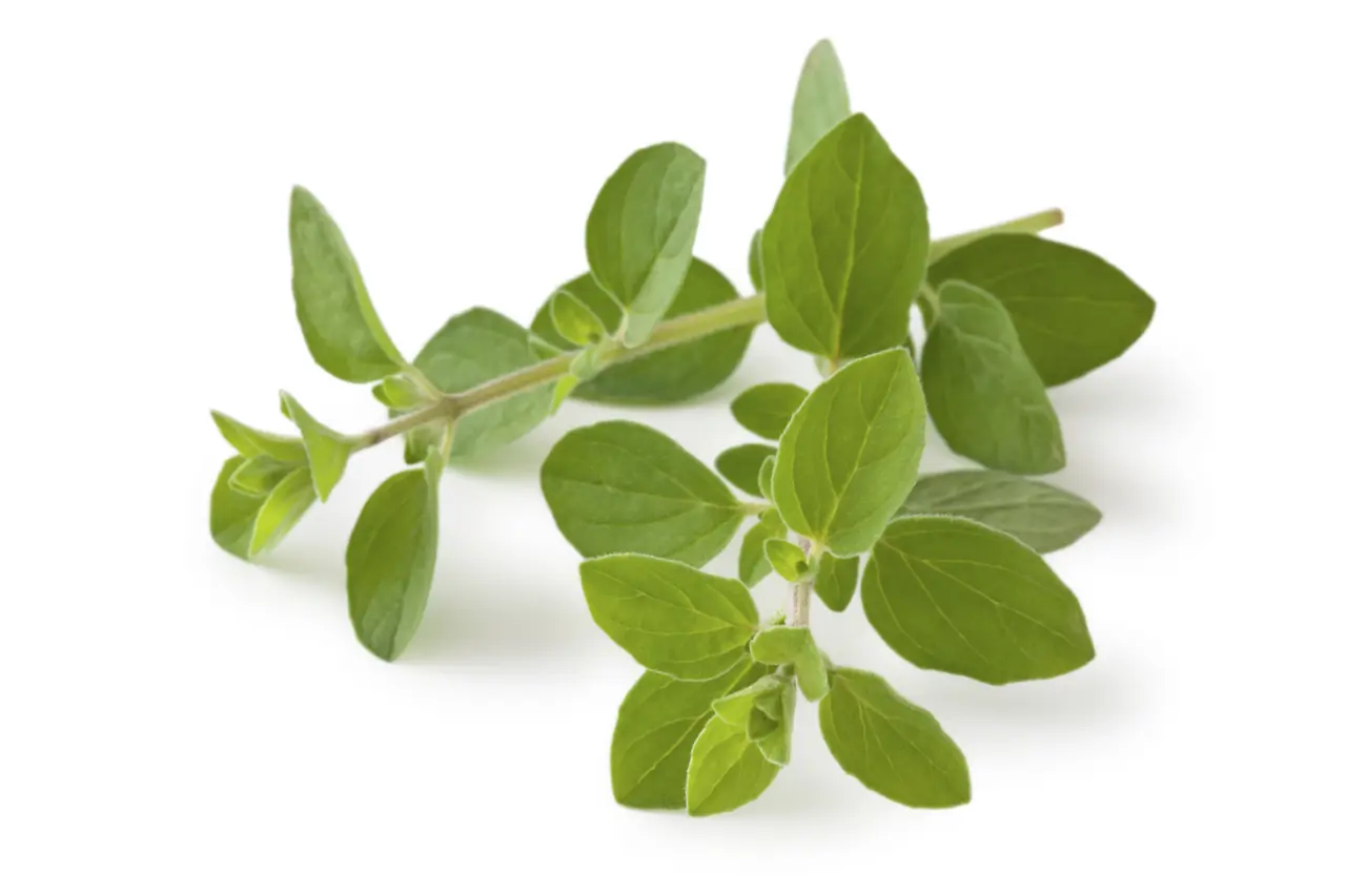 10 Plantas esenciales para tu salud