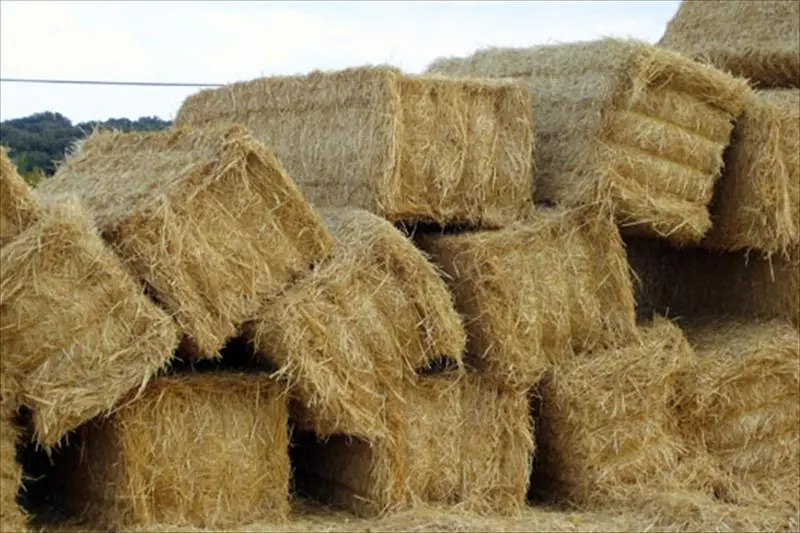paja