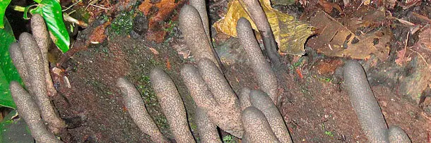 7 Plantas espeluznantes que no debería existir