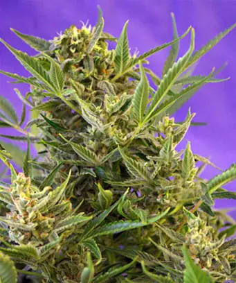 Marihuana [Plantas y métodos][Mucha info]