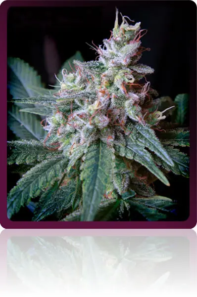 legalizacion