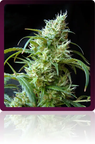 legalizacion