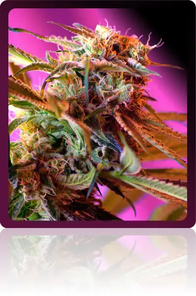 floracion