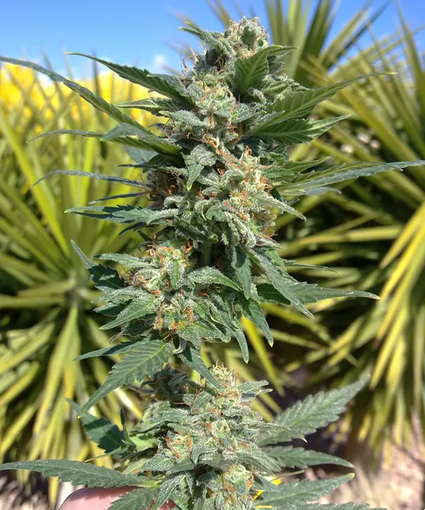 variedad