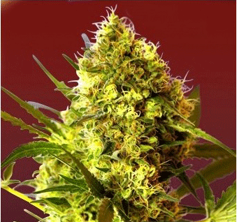 floracion