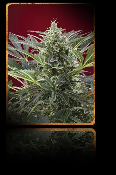 marihuana medicinal
