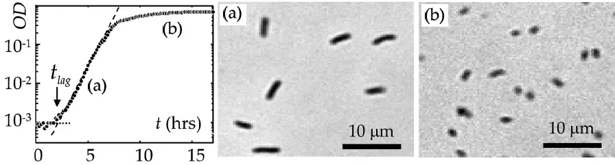 Cómo se multiplican las bacterias