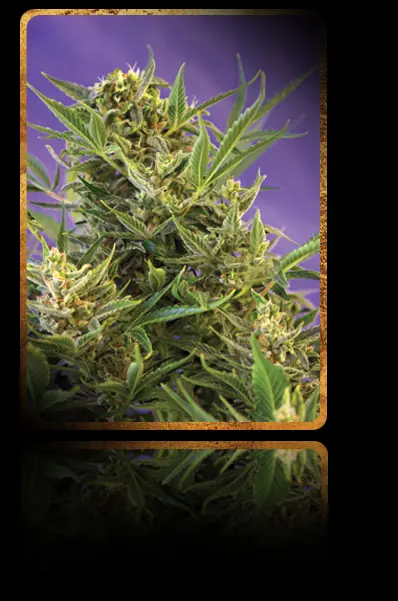 legalizacion