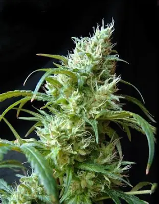 marihuana
